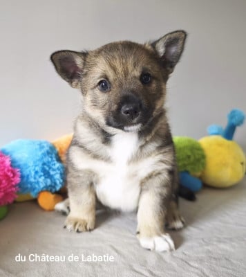 Les chiots de Spitz des Visigoths