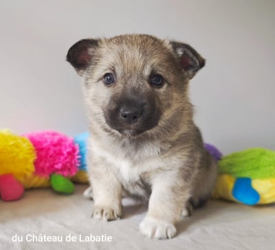 Les chiots de Spitz des Visigoths