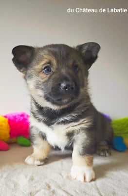 Les chiots de Spitz des Visigoths