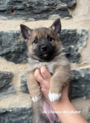 Les chiots de Spitz des Visigoths