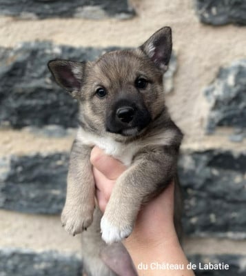 Les chiots de Spitz des Visigoths