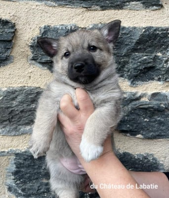 Les chiots de Spitz des Visigoths