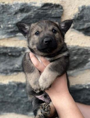 Les chiots de Spitz des Visigoths