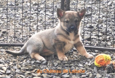 Les chiots de Spitz des Visigoths