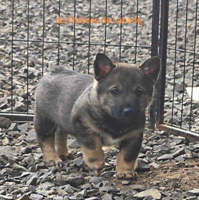 Les chiots de Spitz des Visigoths