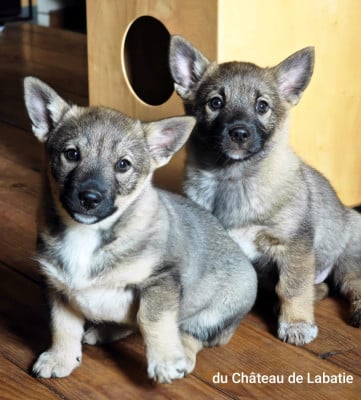 Les chiots de Spitz des Visigoths