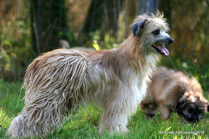 Publication : De La Devette Pastourelle Auteur : Devette Pastourelle