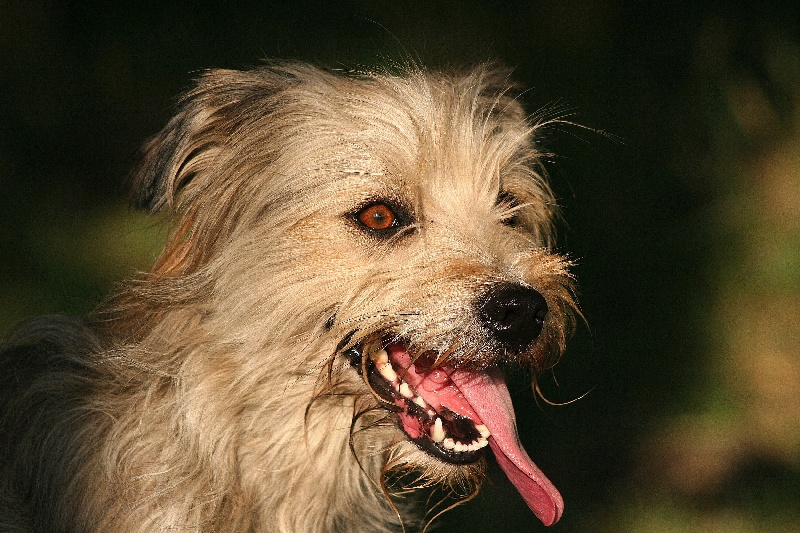 Publication : De La Devette Pastourelle Auteur : Val Narcy