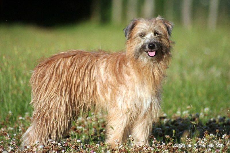 Publication : De La Devette Pastourelle Auteur : Devette Pastourelle