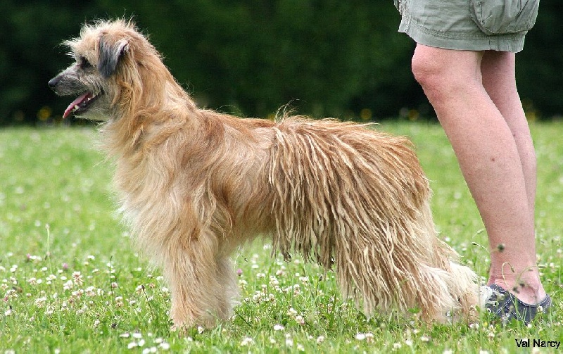 Publication : De La Devette Pastourelle Auteur : Devette Pastourelle