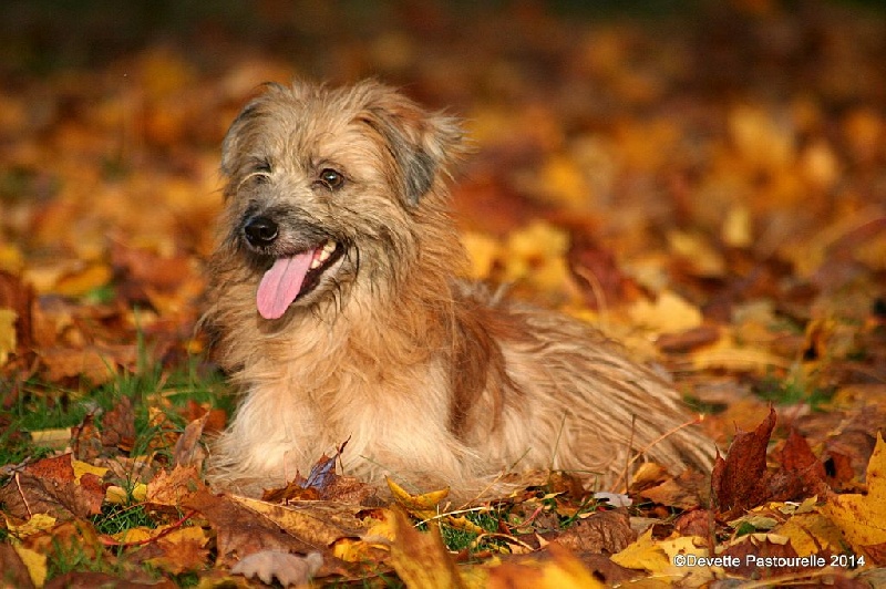 Publication : De La Devette Pastourelle Auteur : Devette Pastourelle