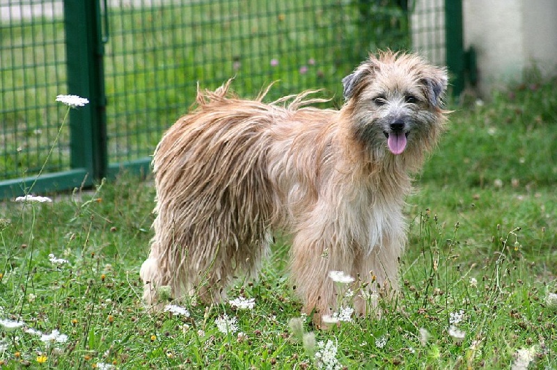 Publication : De La Devette Pastourelle Auteur : Devette Pastourelle