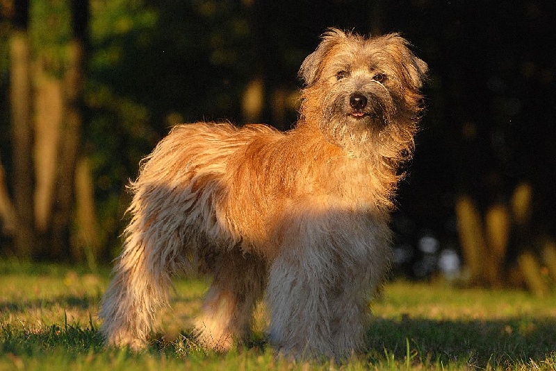 Publication : De La Devette Pastourelle Auteur : Devette Pastourelle