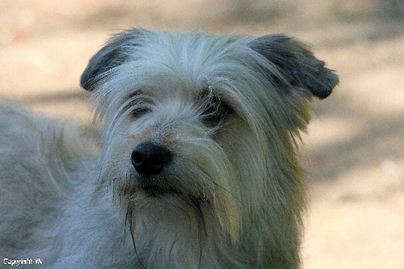 Publication : De La Devette Pastourelle Auteur : Val Narcy