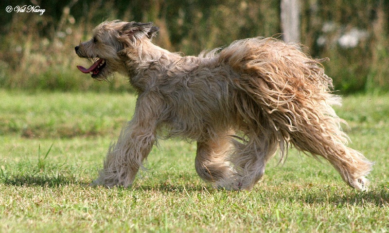 Publication : De La Devette Pastourelle Auteur : Val Narcy