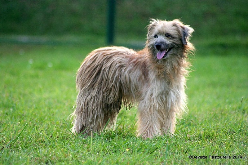 Publication : De La Devette Pastourelle Auteur : Devette Pastourelle