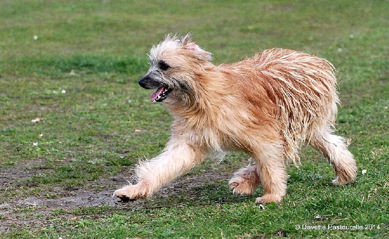 Publication : De La Devette Pastourelle Auteur : Devette Pastourelle