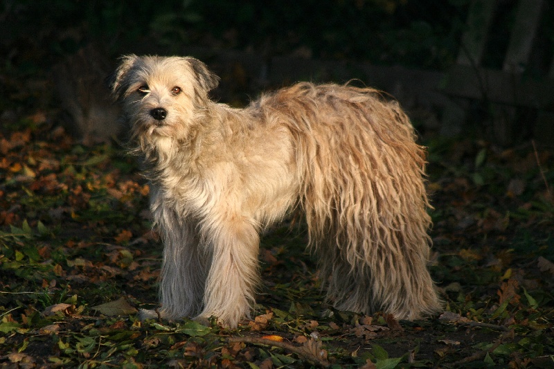 Publication : De La Devette Pastourelle Auteur : Val Narcy