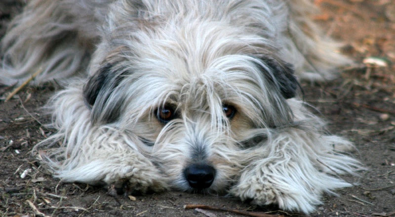 Publication : De La Devette Pastourelle Auteur : Val Narcy