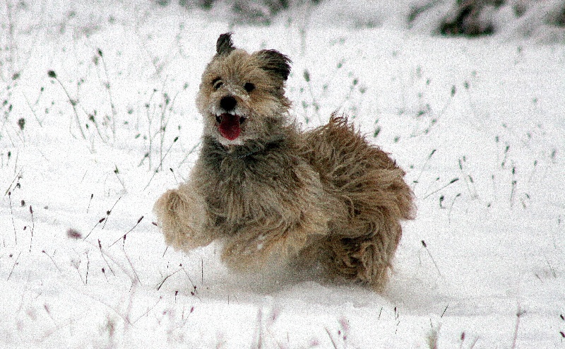 Publication : De La Devette Pastourelle Auteur : Val Narcy