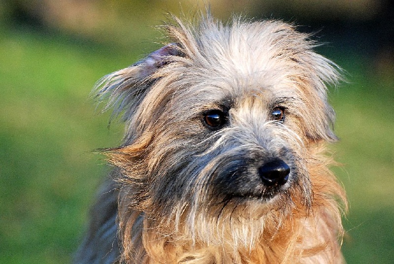 Publication : De La Devette Pastourelle Auteur : Devette Pastourelle