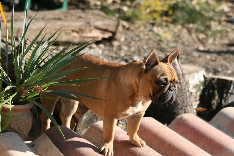 Publication : du vallon des furby's Auteur : Muriel Barra