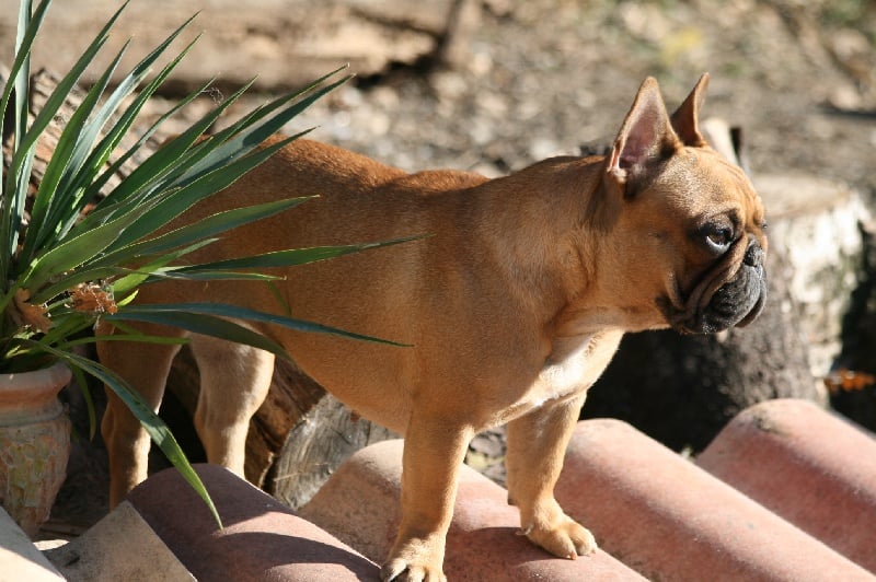 Publication : du vallon des furby's Auteur : Muriel Barra