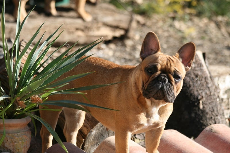 Publication : du vallon des furby's Auteur : Muriel Barra