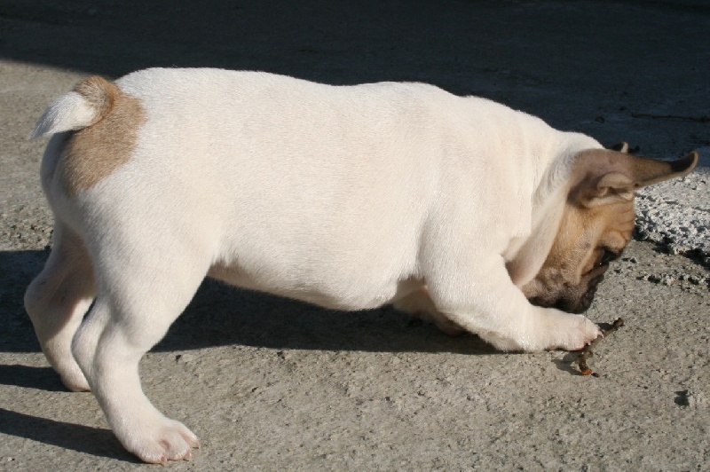 Publication : du vallon des furby's Auteur : M.Barra