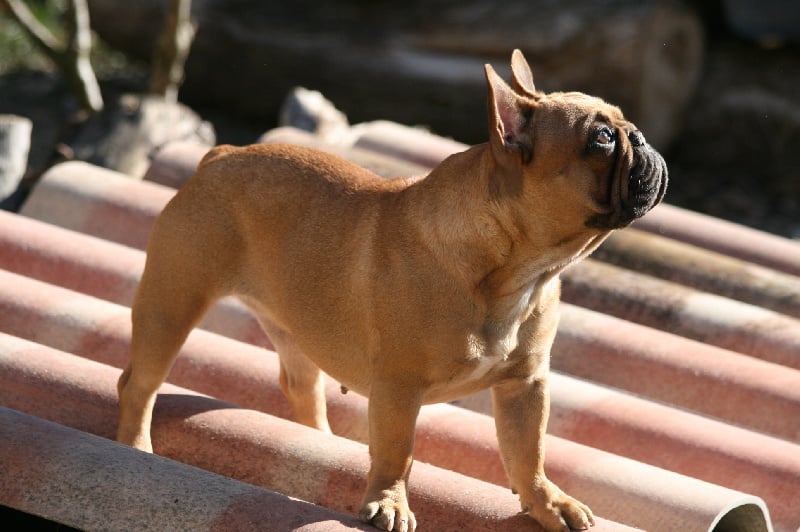 Publication : du vallon des furby's Auteur : Muriel Barra