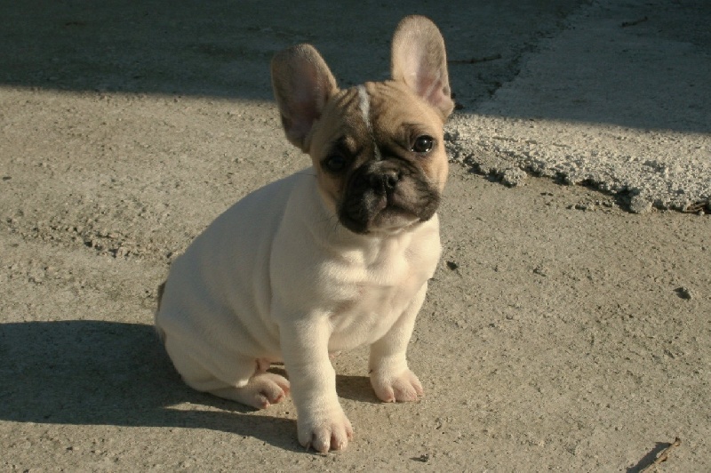 Publication : du vallon des furby's Auteur : M.Barra