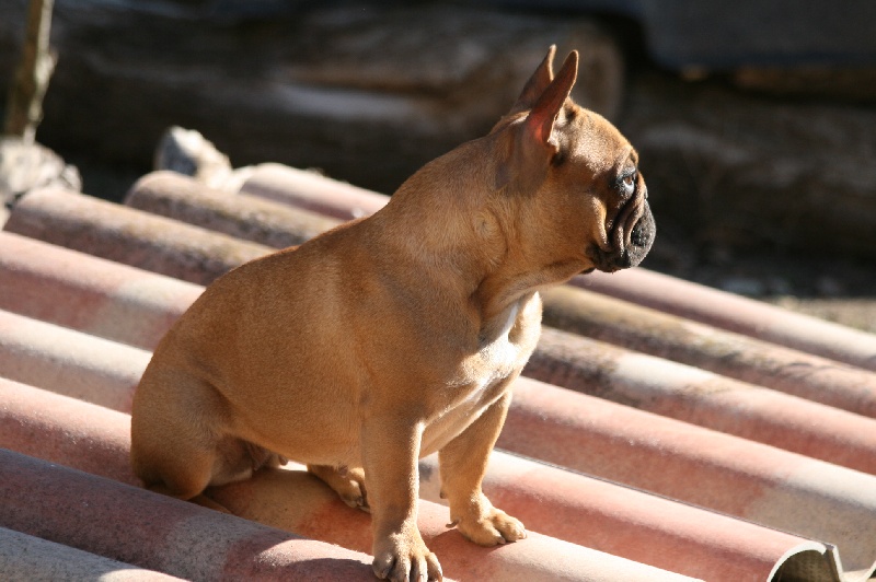 Publication : du vallon des furby's Auteur : Muriel Barra