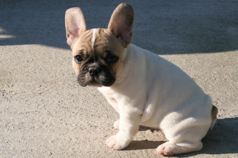 Publication : du vallon des furby's Auteur : M.Barra