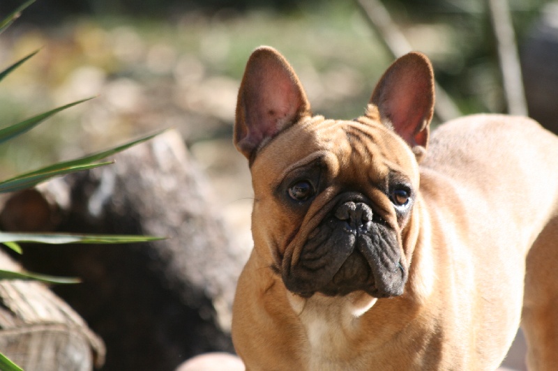 Publication : du vallon des furby's Auteur : Muriel Barra