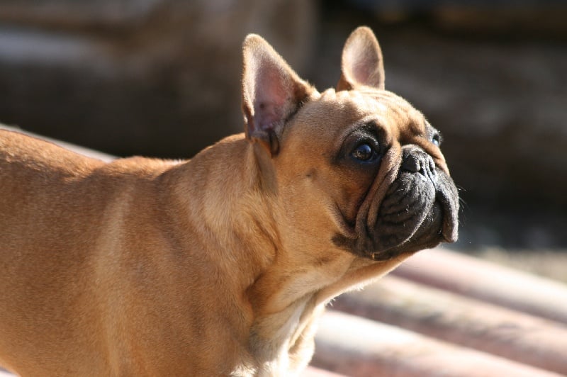 Publication : du vallon des furby's Auteur : Muriel Barra