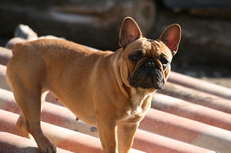 Publication : du vallon des furby's Auteur : Muriel Barra