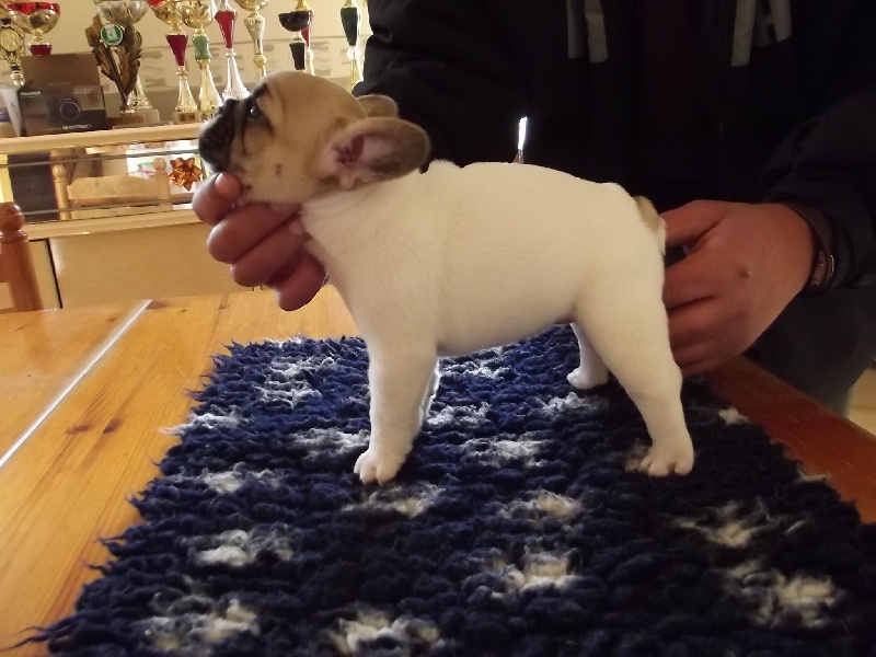 Publication : du vallon des furby's Auteur : M.Barra