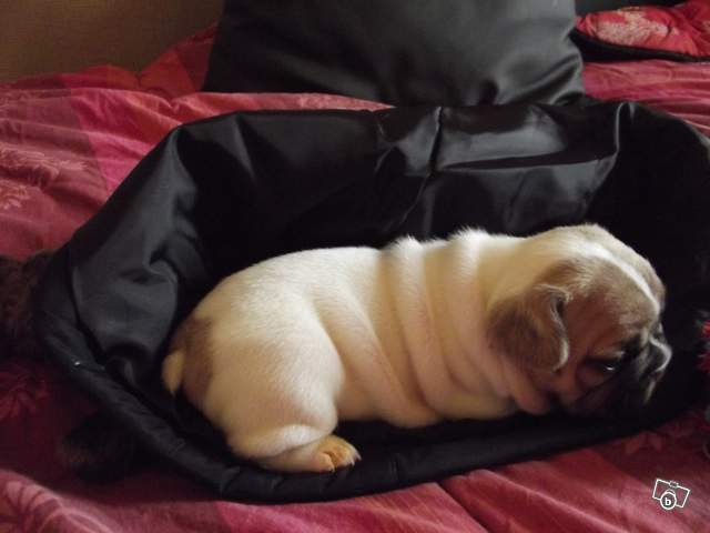 Publication : du vallon des furby's Auteur : M.Barra