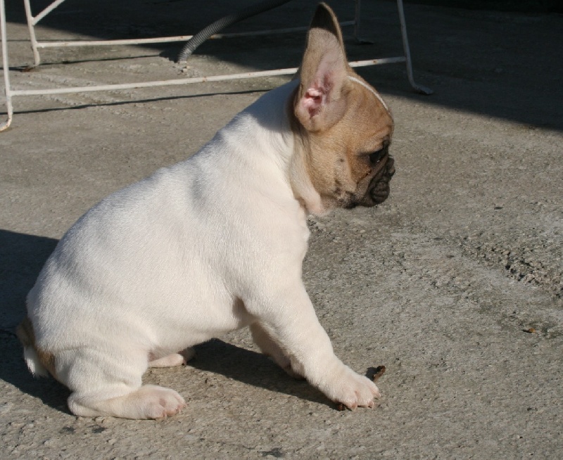 Publication : du vallon des furby's Auteur : M.Barra