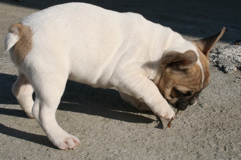 Publication : du vallon des furby's Auteur : M.Barra