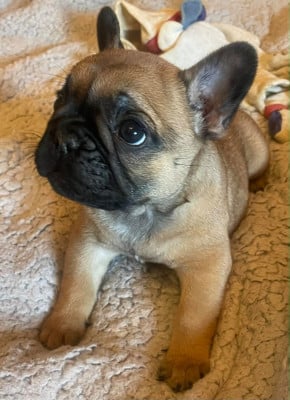 Les chiots de Bouledogue français