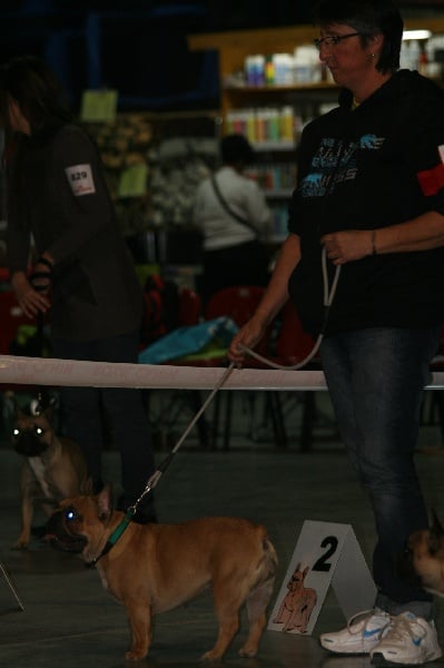 Ficelle (produit par le vallon des furby's) (Sans Affixe) - 2 Excellent classe jeune