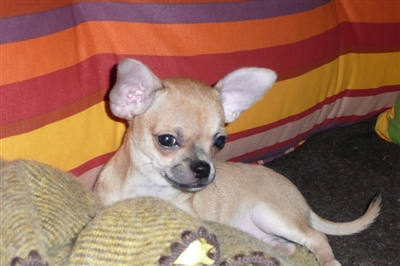 Publication : Du Petit Jas