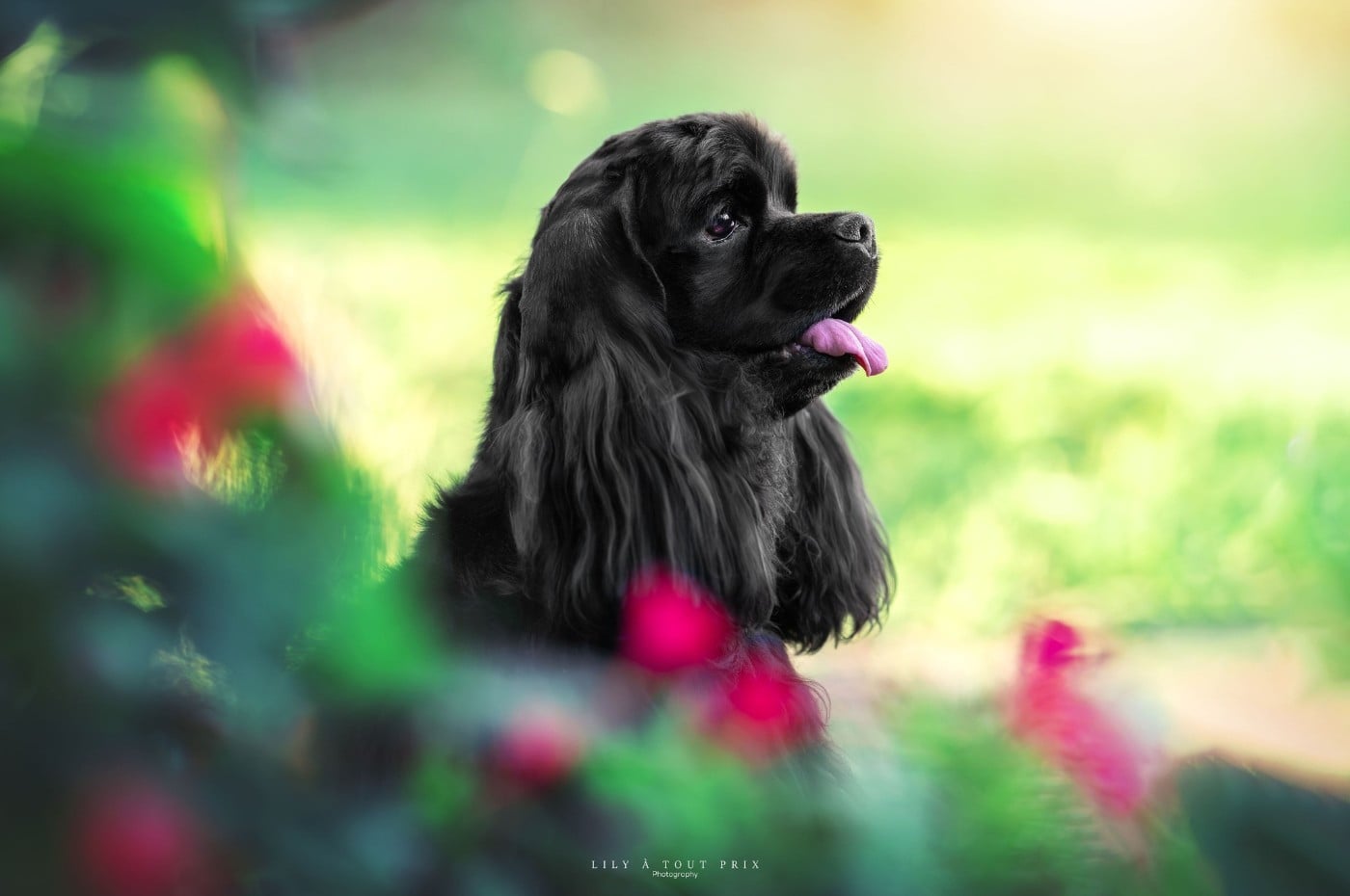 Publication : Am'easy Dream