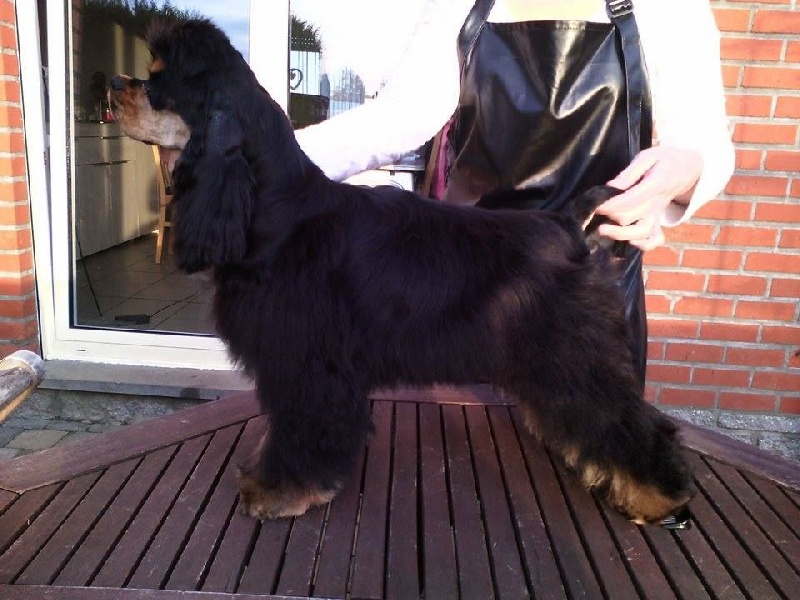 CH. Am'easy Dream Jewel black