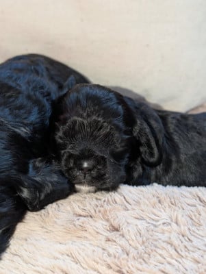 Les chiots de American Cocker Spaniel