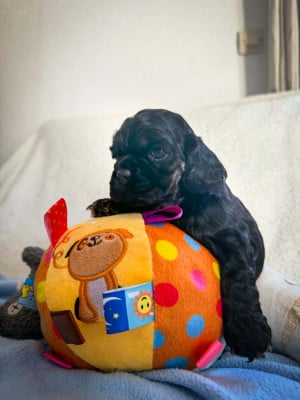 Les chiots de American Cocker Spaniel