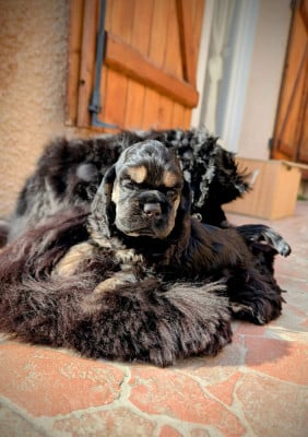 Les chiots de American Cocker Spaniel