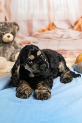 Les chiots de American Cocker Spaniel