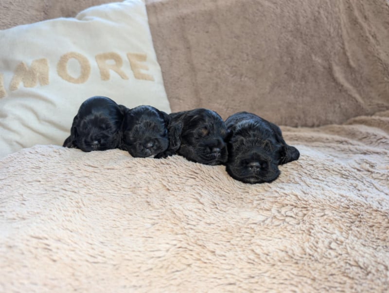 American Cocker Spaniel - Am'easy Dream